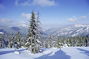 Slovakian Prints: The snow covered pines form a regular pattern along