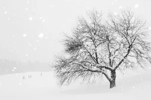 Outdoor Shot Prints: Snow-covered tree, Tyrol, Austria