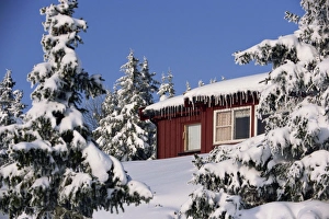 Conifer Prints: Snow covered trees and house