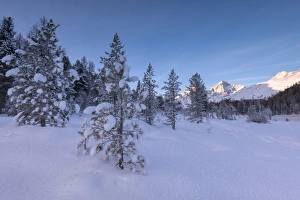 Snow covered trees, Lej da Staz, St. Moritz, Engadine, Canton of Graubunden (Grisons)