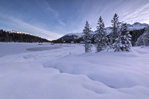Engadine Prints: Snow covered trees, Lej da Staz, St. Moritz, Engadine, Canton of Graubunden (Grisons)