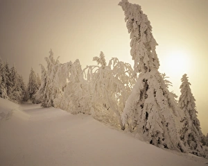 Images Dated 10th February 2010: Snow-covered trees and path through winter landscape, Feldberg Mountain, Black Forest