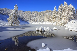 Snow covered trees reflected in the Casera Lake, Livrio Valley, Orobie Alps, Valtellina