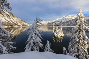 Engadine Prints: Snow covered trees on the shore of frozen Lake Sils, Plaun da Lej, Maloja Region