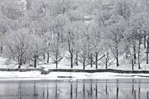 Images Dated 4th December 2008: Snow-covered trees on the shore of Rydal Water, near Ambleside, Lake District National Park