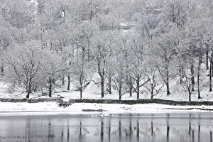 Images Dated 4th December 2008: Snow-covered trees on the shore of Rydal Water, near Ambleside, Lake District National Park