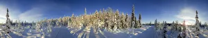 Snow covered trees and track, Kuusamo, Lapland, Finland, Europe