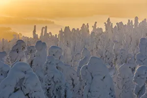 Tykky Prints: Snow covered trees (Tykky), at sunrise, Ruka, Kuusamo, Finland, Europe