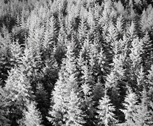 Covered Prints: Snow-covered trees in winter, Nature Reserve