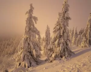 Images Dated 2nd February 2010: Snow-covered trees in winter at sunset, Feldberg Mountain, Black Forest, Baden Wurttemberg