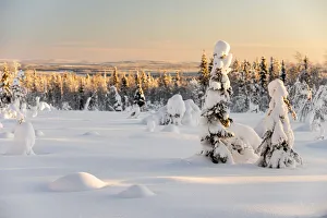 Kuusamo Prints: Snow covered winter landscape, Kuusamo, Finland, Europe