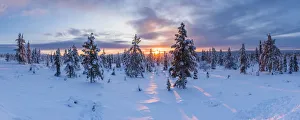 Snow covered winter landscape at sunrise, Lapland, Pallas-Yllastunturi National Park