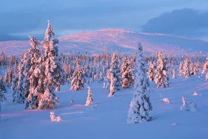 Snow covered winter landscape at sunset, Lapland, Pallas-Yllastunturi National Park
