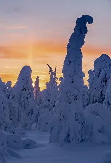 Kuntivaara Fell Prints: Snow covered winter landscape at sunset, tykky, Kuntivaara Fell, Kuusamo, Finland, Europe