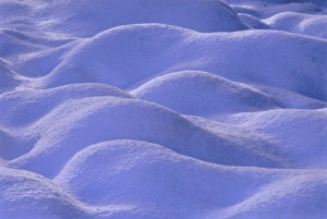 Heather Prints: Snow covering heather