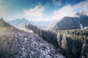 Mountainous Prints: Snow covers fir trees in a forest on a mountain in Poland during wintertime