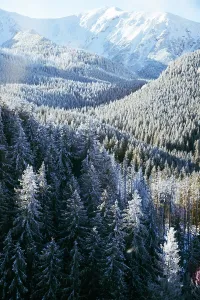 Snowcapped Prints: Snow covers fir trees in a landscape with mountains in the background during winter season in a forest