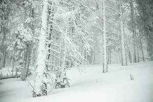 Pure Prints: Snow covers fir trees in a mountainous area during winter in Romania