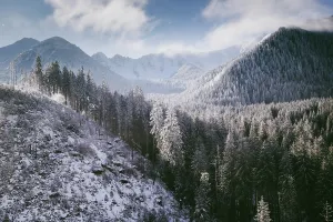 Poland Prints: Snow covers fir trees and mountains in winter landscape over Poland during daylight hours