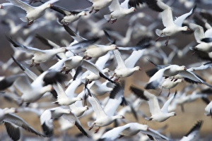 Snow geese (Anser caerulescens)