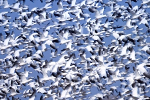 Snow geese (Anser caerulescens)