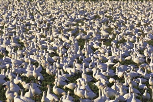 Snow Goose Prints: Snow geese in winter