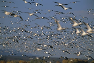 Snow geese in winter
