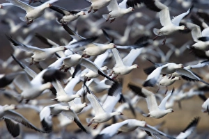Snow Goose Prints: Snow Goose