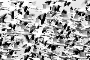 Snow Goose