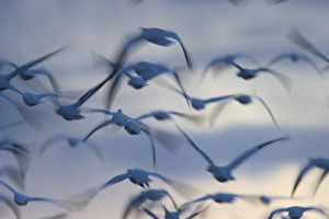 Images Dated 16th January 2000: Snow goose (Anser caerulescens)