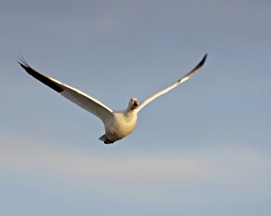 Images Dated 13th December 2009: Snow goose (Chen caerulescens) in flight, Bosque del Apache National Wildlife Refuge