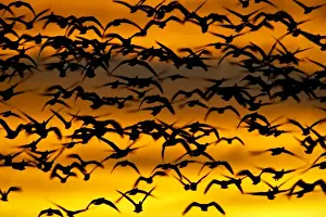 Snow Goose Prints: Snow goose (Chen caerulescens) flock at dawn after a blast off