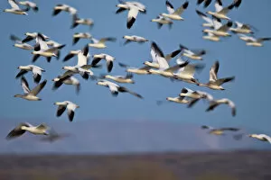 Large Group Of Animals Gallery: Snow goose (Chen caerulescens) flock in flight, Bosque del Apache National Wildlife Refuge