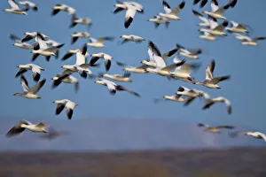 Large Group Of Animals Gallery: Snow goose (Chen caerulescens) flock in flight, Bosque del Apache National Wildlife Refuge