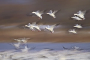 Snow goose (Chen caerulescens) flock in flight, Bosque del Apache National Wildlife Refuge