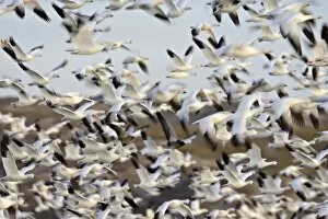 Images Dated 13th December 2009: Snow goose (Chen caerulescens) flock in flight, Bosque del Apache National Wildlife Refuge