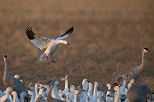 Water Bird Prints: Snow goose (Chen caerulescens) landing, Bosque del Apache National Wildlife Refuge