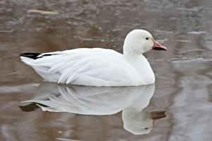Images Dated 13th December 2009: Snow goose (Chen caerulescens) swimming, Bosque del Apache National Wildlife Refuge