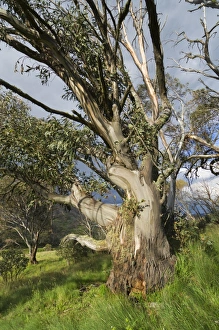 Images Dated 27th December 2007: Snow gum, Kosciuszko National Park, New South Wales, Australia, Pacific