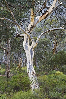 Images Dated 27th April 2008: Snow gum, Western Australia, Australia, Pacific