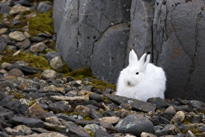 Churchill Prints: Snow hare, Lepus americanus, Churchill, Manitoba, Canada, North America