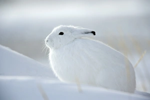 Disguising Prints: Snow hare (Lepus americanus), Churchill, Manitoba, Canada, North America