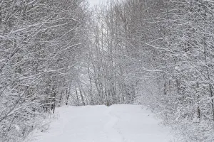 Hoar Frost Prints: Snow and hoar frost in a winter forest