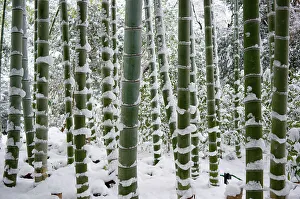 Traditionally Japanese Prints: Snow-laden bamboo, Kodai-ji temple, Kyoto, Japan, Asia