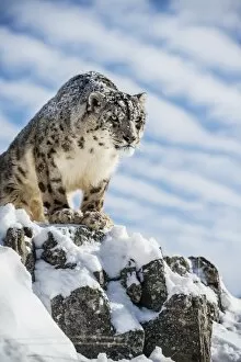 Big Cats Gallery: Snow leopard (Panthera india), Montana, United States of America, North America