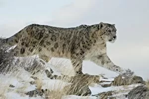 Images Dated 29th January 2009: Snow Leopard (Uncia uncia), in captivity, near Bozeman, Montana, United States of America