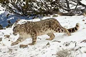 Snow Leopard (Uncia uncia) in the snow, in captivity, near Bozeman, Montana