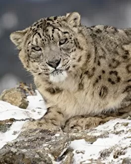 Images Dated 27th January 2009: Snow Leopard (Uncia uncia) in the snow, in captivity, near Bozeman, Montana