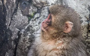 Hot Spring Prints: Snow Monkey face, Honshu, Japan, Asia
