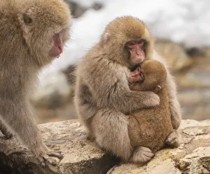 Animal Family Prints: Snow monkey family, Honshu, Japan, Asia